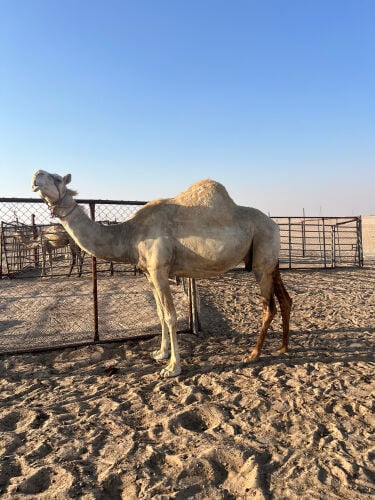 سودانية عنافية 
