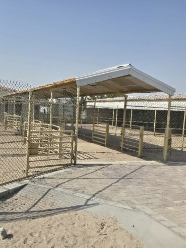 ستور اغنام