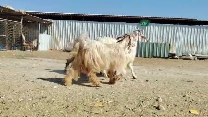 للبيع معزا عوارض صفر طيبه