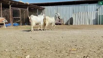للبيع معزا طيبات جرم ماشاء الله