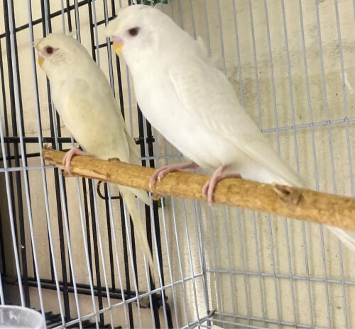 pair with cage