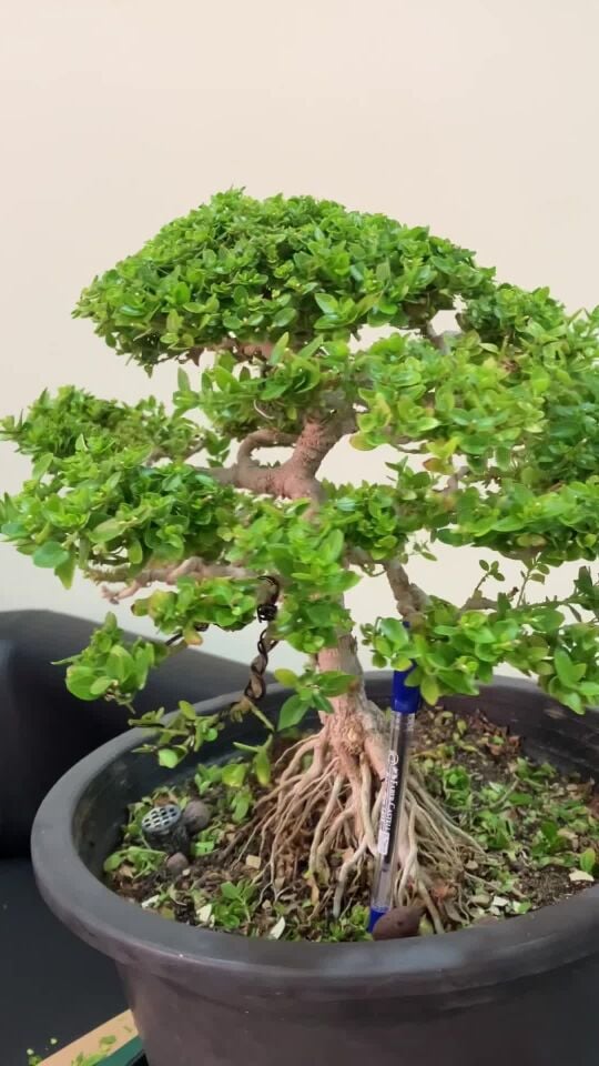 bonsai plant for sale 