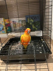 sun conure 