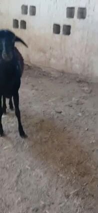 رخله مهجنه