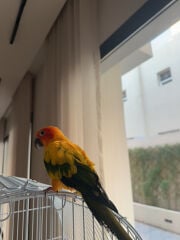 sun conure