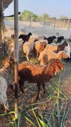 SHEEP SALE 