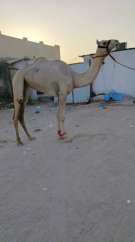للبيع بكرة حقة
