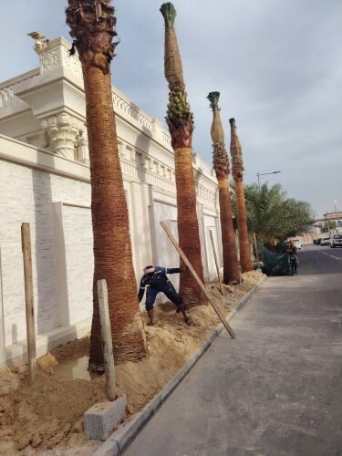 زراعة أشجار وشنطونيا