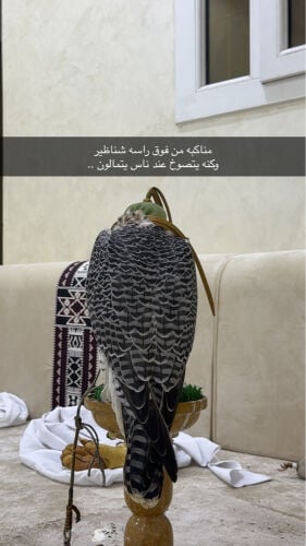 جير تبع