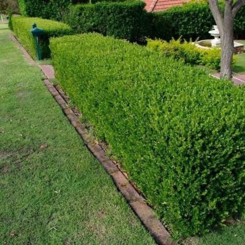 خبير بالزراعة والري
