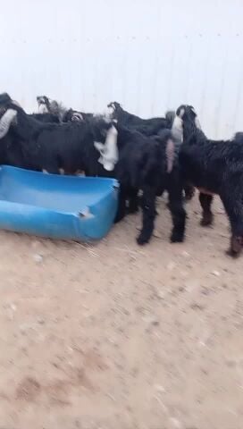 تيوس عوراض