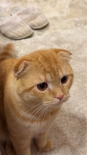 simba