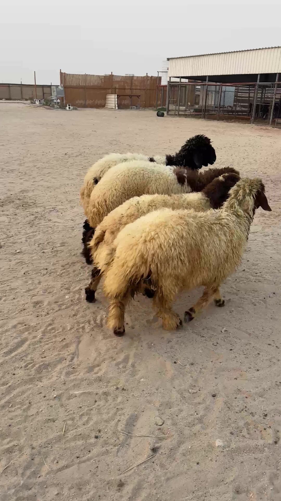 رخال سوريه 