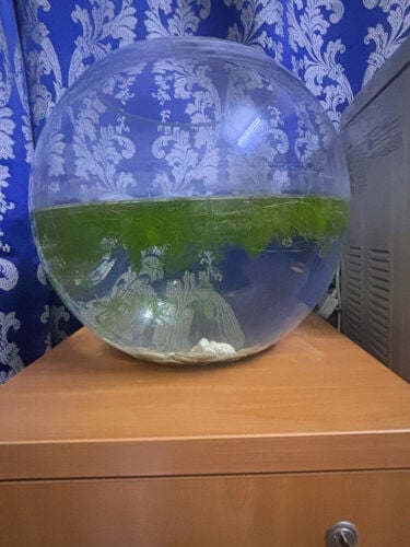Large Glass Fish Bowl-Shrimp Pebble