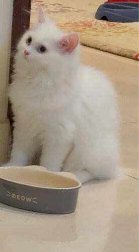 قطتان صغار  جميلات ذكر وانثى 