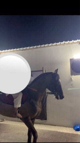 حصان عربي ريس 