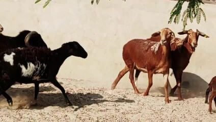 وعل طيب فيها وحدي وليد تحت اثنين