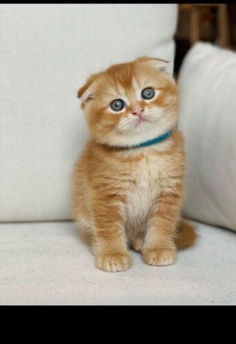 Scottish fold kittens for sale
