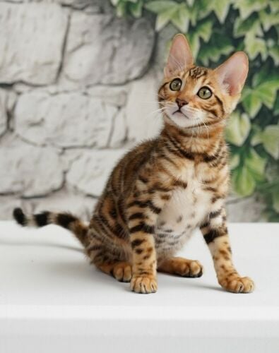 Bengal kittens for sale