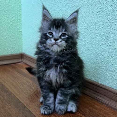 Maine Coon kittens for sale