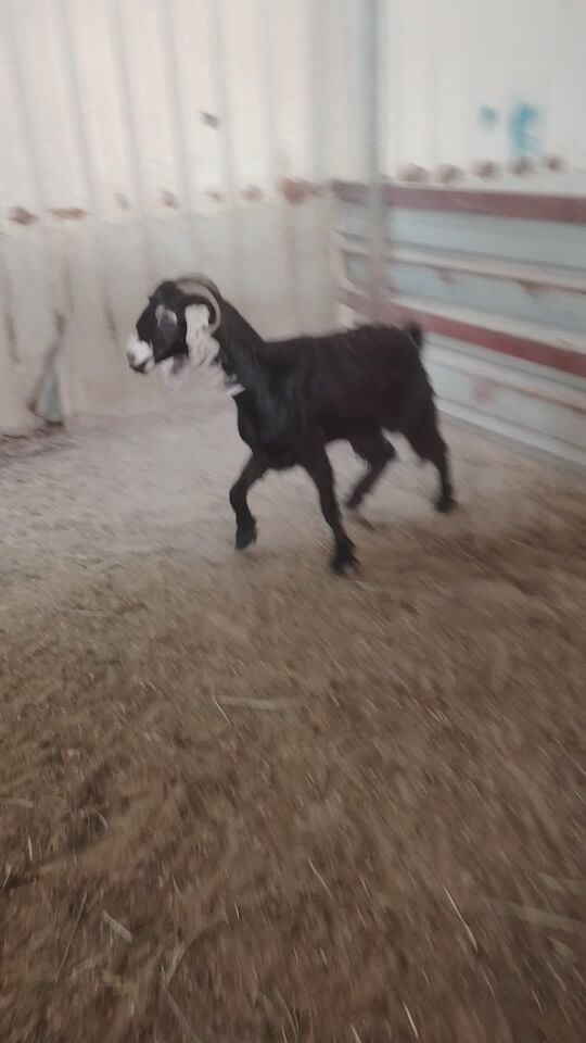 للبيع عنز عرضي ديد وسن سلم