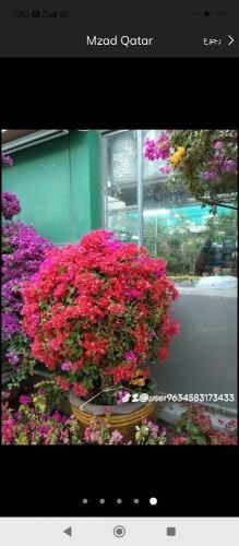 زراعه العشب والورود والنخيل والاش