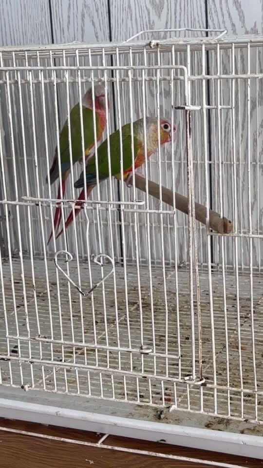 زوج كنيور اناناس