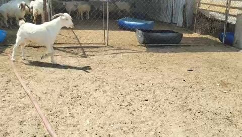 تيس فحل عماني برص درجه أولى