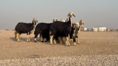 لبيع نجد صنف درجه اولا
