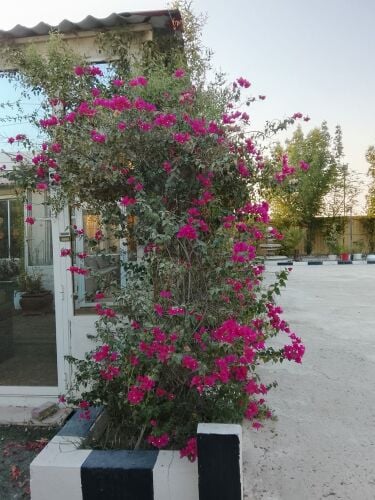عزبة جاهزة مجمع سمسمه