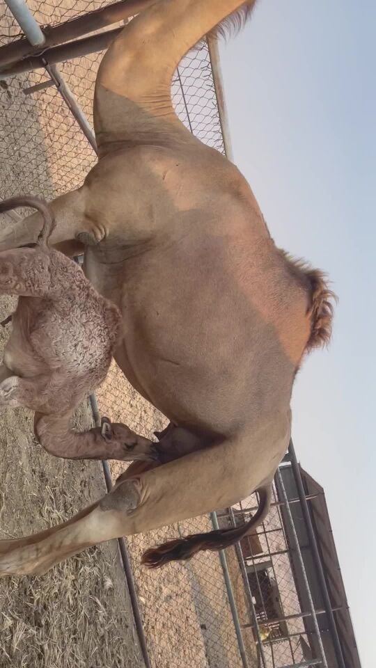 خلفية البيع