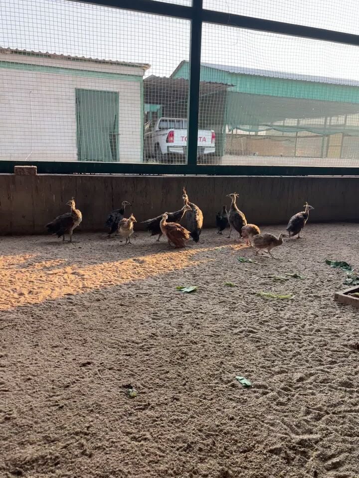 لبيع طاوورس 