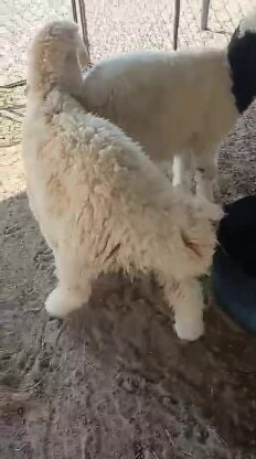 خرفان 