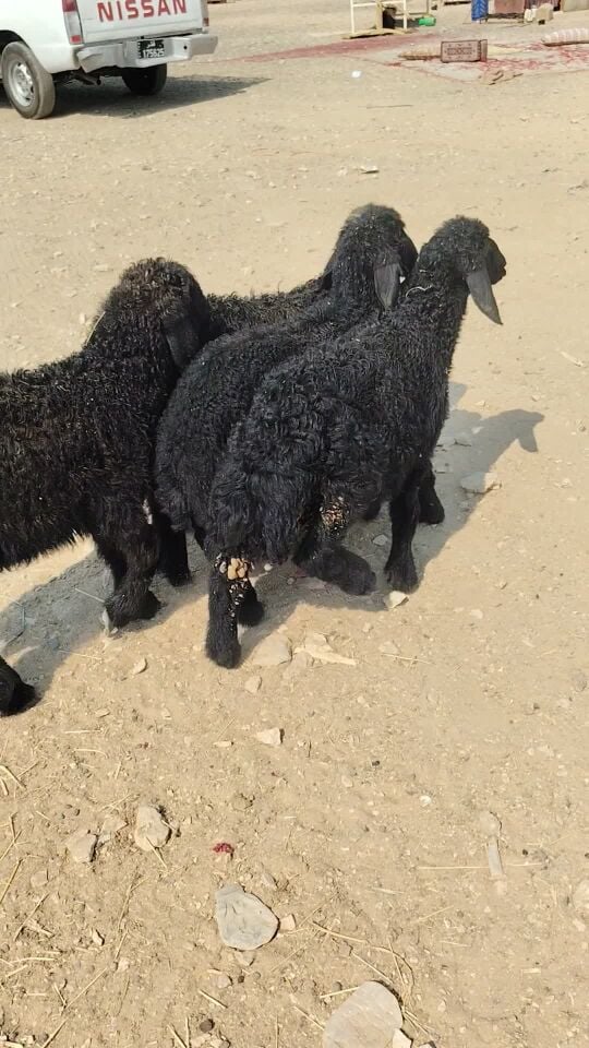 طلين لبن عرب طيبه
