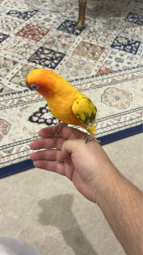 صن كنيور