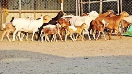للبيع غنم بربر بيرشن وليد طيبه 