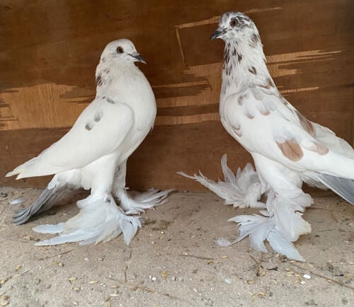 جوز نفاخ فرزل