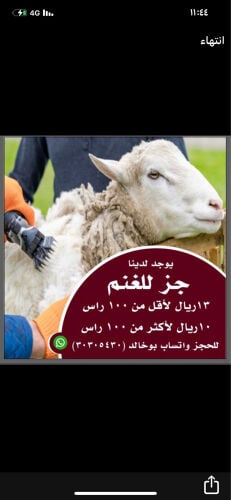 مطلوب مصري 
