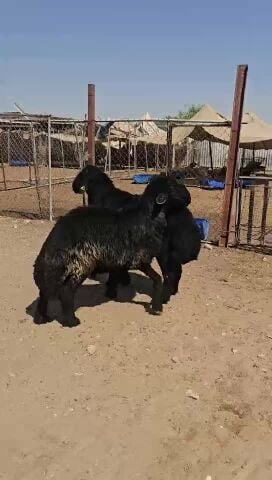 فحول عرب