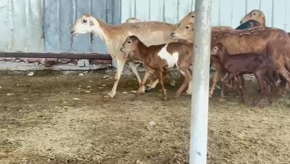 شويهات طمطم 