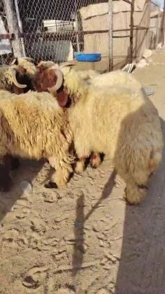 للبيع طليان سوريا طيبه ماشاء الله
