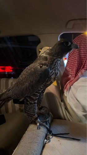 جير شاهين ثنو