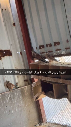 شرياس