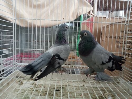 Pigeons sort