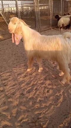 تيس عارضي ابيض 