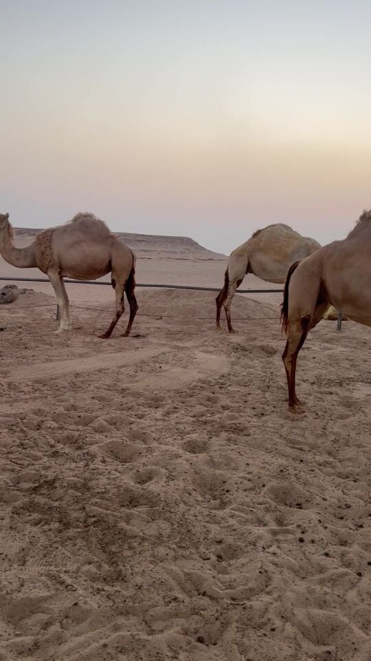القاضي