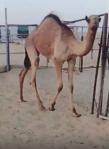قعدان 2