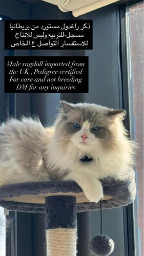 ragdoll