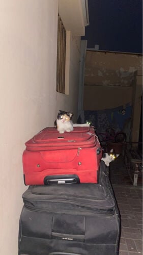 قطط للتبرع