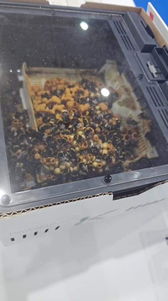 bumblebees